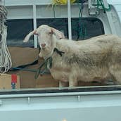 ビストロ 　ルボン　グー 