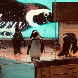池袋のペンギン 東京動物園 ＜ペンギンのいるBAR 池袋＞ | puzzle inc.