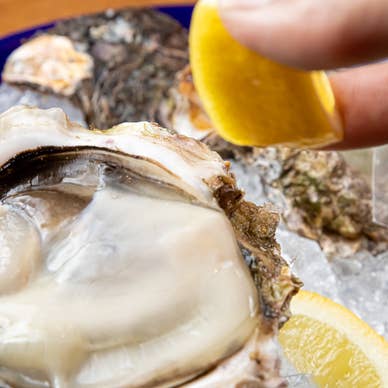 鮮度抜群！産地直送生牡蠣、1個480円～