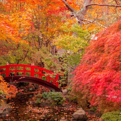 秋の日本庭園　昼