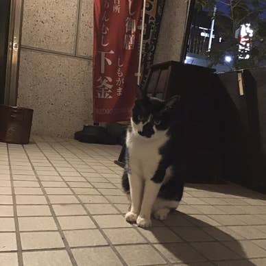 いらっしゃいませ(=^ェ^=)