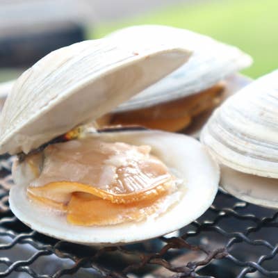 専門魚貝料理大辞典 貝専門店 海神 - 谷町六丁目/海鮮 | 食べログ