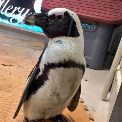 池袋のペンギン 東京動物園 ＜ペンギンのいるBAR 池袋＞ | puzzle inc.