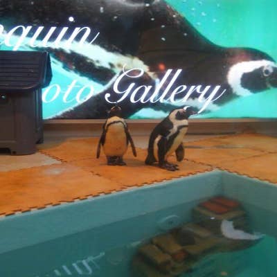 池袋のペンギン 吉祥寺に本物のペンギンがいるダイニングバー 池袋から移転