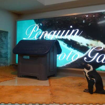 池袋のペンギン 東京動物園 ＜ペンギンのいるBAR 池袋＞ | puzzle inc.