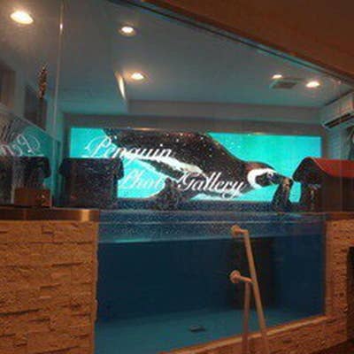 池袋のペンギン 東京動物園 ＜ペンギンのいるBAR 池袋＞ | puzzle inc.