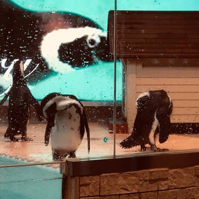池袋のペンギン 東京動物園 ＜ペンギンのいるBAR 池袋＞ | puzzle inc.