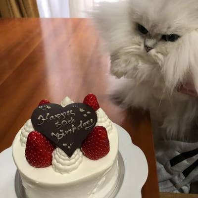 バタフライエフェクト 垂水 ケーキ屋 Retty