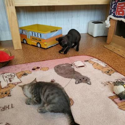 猫カフェ スマイルアゲイン 伊丹 カフェ Retty 猫カフェ スマイルアゲイン 伊丹 カフェ Retty