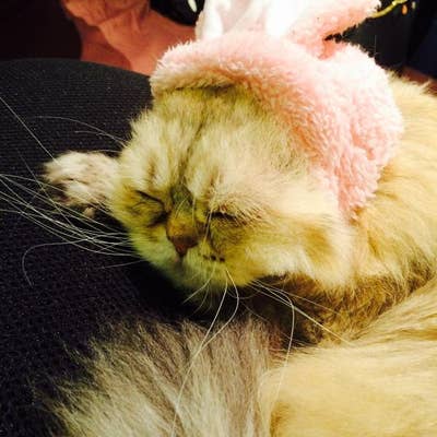 猫の居る休憩所299 池袋東口 カフェ Retty