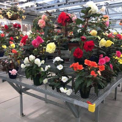 パークスローズガーデン 都立神代植物公園 調布 ソフトクリーム Retty