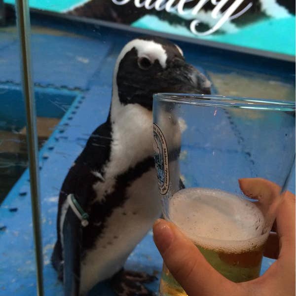 Naoko Tatsumiさんの口コミ （ディナー）：ペンギンのいるBAR