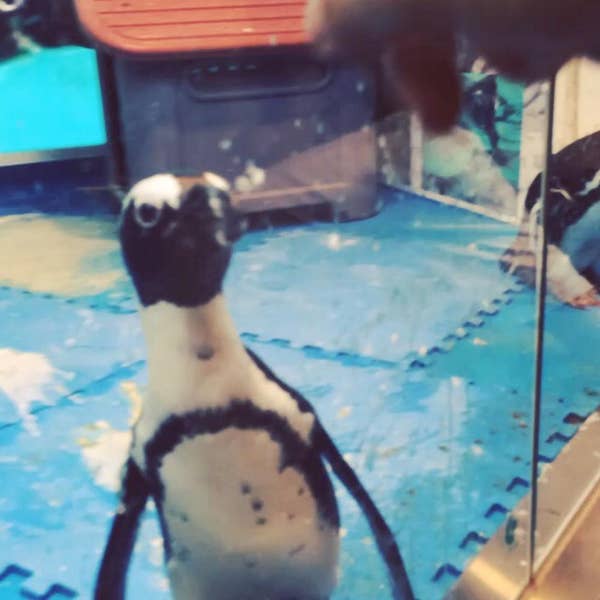 池袋のペンギン ペンギンのいるBAR (東京都豊島区) 詳細/周辺情報| NAVITIME Travel