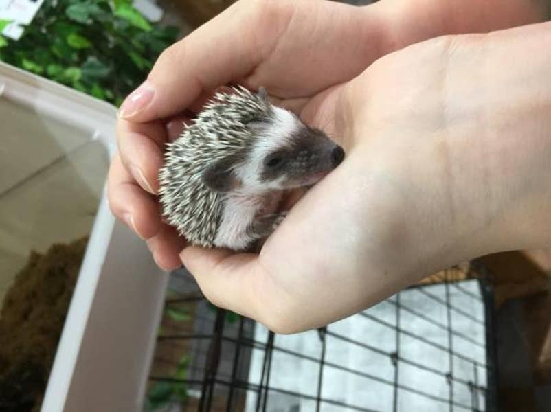 あうるぱーく フクロウカフェ 池袋 池袋 カフェ Retty